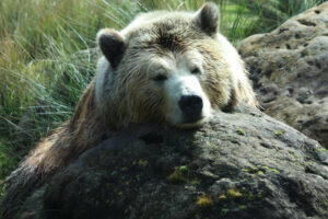 Animal Totem Bear Symbolism