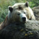 Animal Totem Bear Symbolism: Spiritual Meaning of Bears Across Cultures