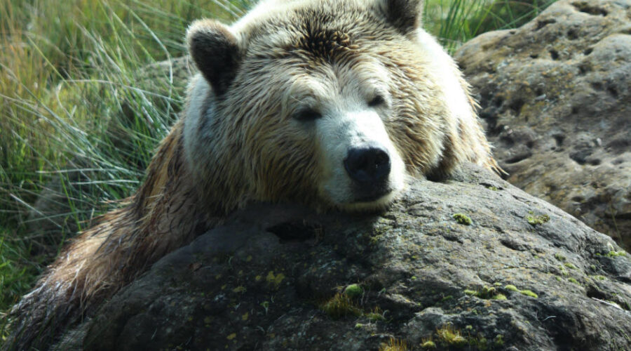 Animal Totem Bear Symbolism